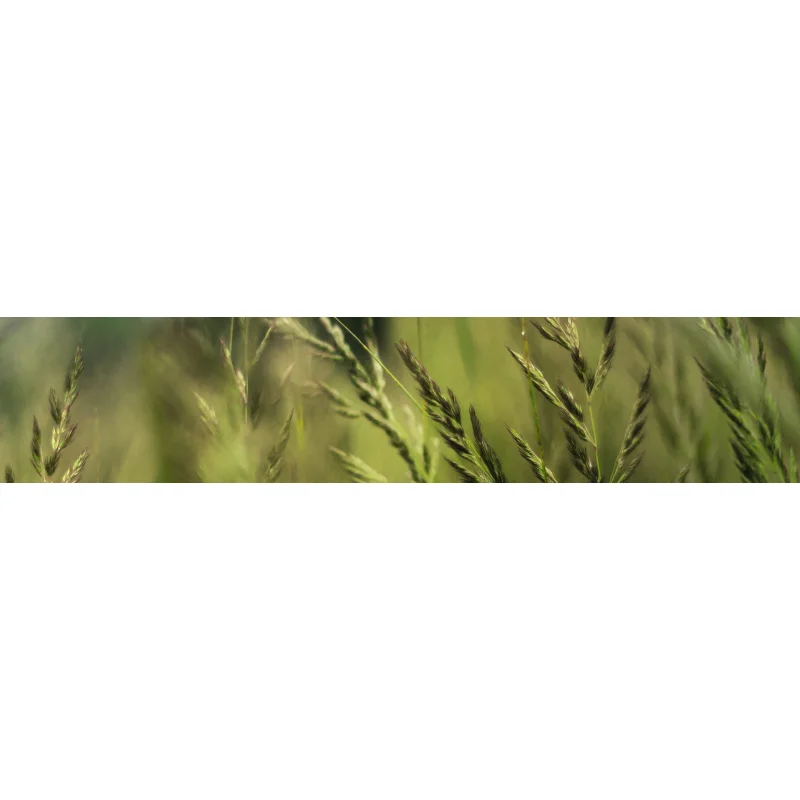 Stihl Bundzin Freischneider/ Kantundmaaier FS 491 C-EM L (Autocut- of Brushcut) - Bild 2